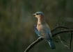 Indian Roller, Bandhavgarh National Park, Madhya Pradesh