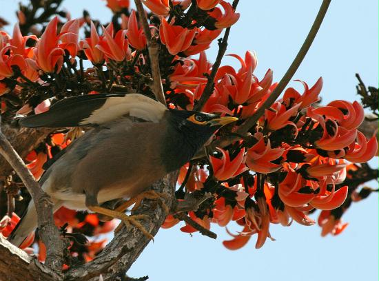 Bank Myna, Bandhavgarh National Park, Madhya Pradesh