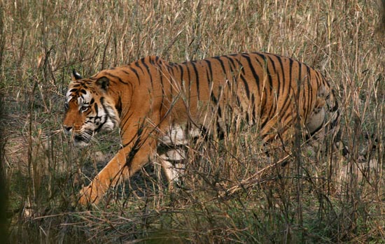 Tiger, Kanha National Park