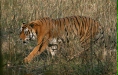 Tiger, Kanha National Park