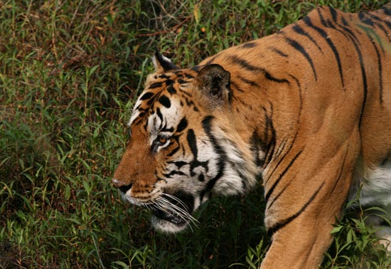 Tiger, Kanha National Park