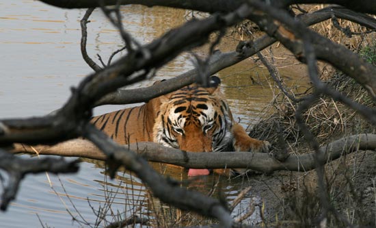 Tiger, Kanha National Park
