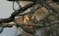 Tiger, Kanha National Park