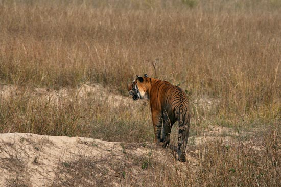 Tiger, Kanha National Park