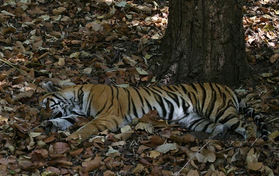 Tiger, Bandhavgarh National Park