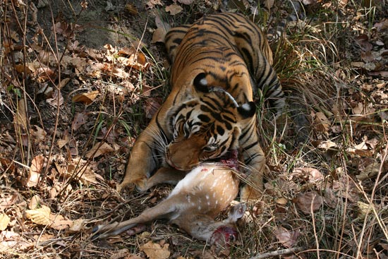 Tiger, Kanha National Park