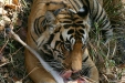 Tiger, Kanha National Park