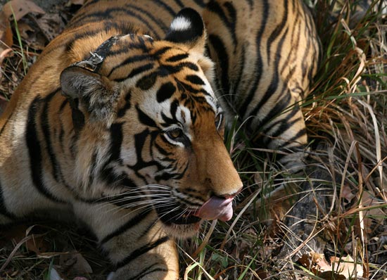 Tiger, Kanha National Park