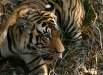 Tiger, Kanha National Park