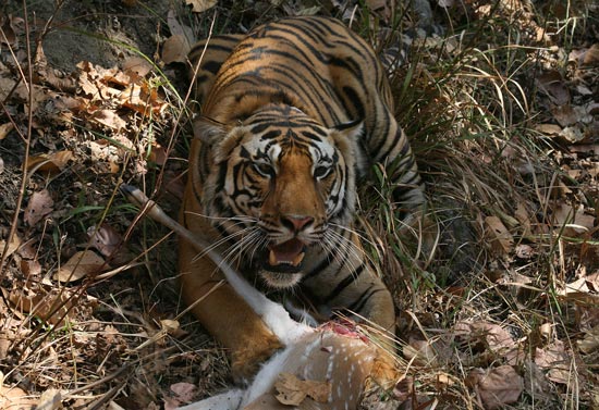 Tiger, Kanha National Park