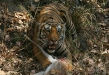 Tiger, Kanha National Park