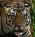 Tiger, Kanha National Park