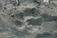 Tiger footprint, Bandhavgarh National Park