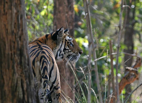 Tiger, Bandhavgarh National Park