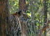 Tiger, Bandhavgarh National Park