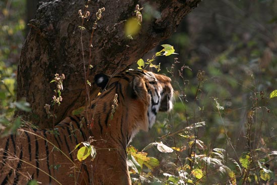 Tiger, Kanha National Park