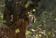 Tiger, Kanha National Park