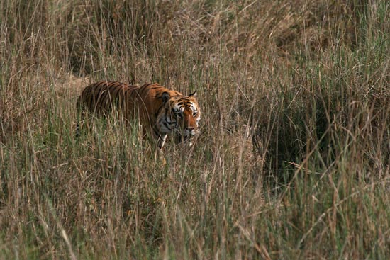 Tiger, Kanha National Park
