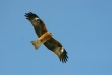 Black-eared Kite, Kushiro, eastern Hokkaido