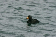 Black Scoter, eastern Hokkaido