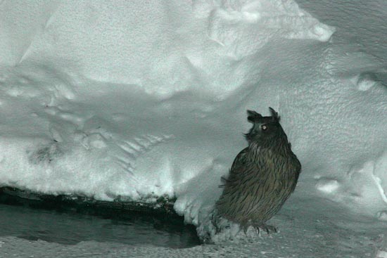 Blakinston's Fish Owl, Rausu, north-east Hokkaido