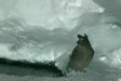 Blakinston's Fish Owl, Rausu, north-east Hokkaido