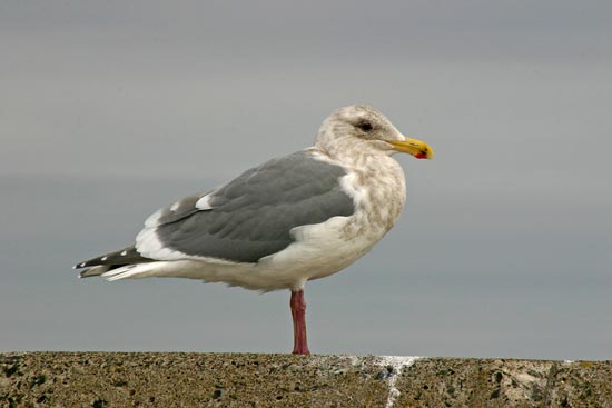 Glaucous-winged Gull, Rausu, north-east Hokkaido