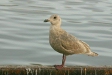 Glaucous-winged Gull, Rausu, north-east Hokkaido
