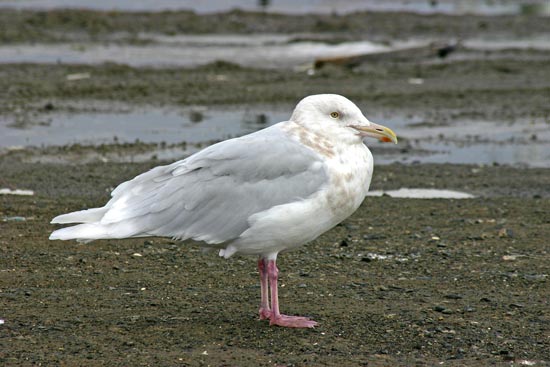 Glaucous Gull, Rausu, north-east Hokkaido