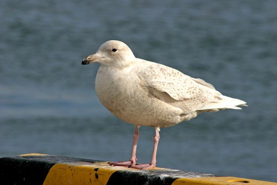Glaucous Gull, Rausu, north-east Hokkaido