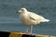 Glaucous Gull, Rausu, north-east Hokkaido