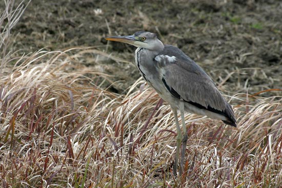 Grey Heron, Arasaki, Kyushu