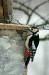 Great Spotted Woodpecker, Lake Furen area, eastern Hokkaido