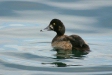 Greater Scaup, eastern Hokkaido
