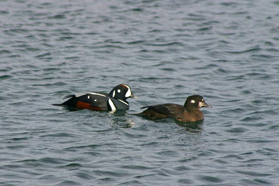 Harlequin Duck, eastern Hokkaido