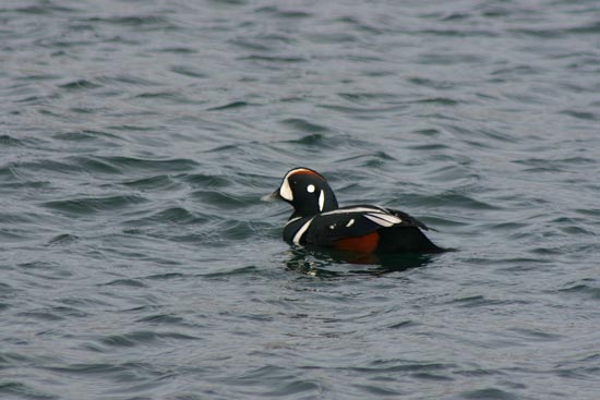 Harlequin Duck, eastern Hokkaido