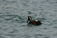 Harlequin Duck, eastern Hokkaido