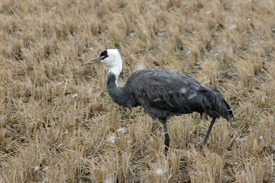 Hooded Crane, Arasaki, Kyushu