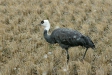 Hooded Crane, Arasaki, Kyushu