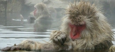 Japanese Macaques, Jigokudani Yaen-koen, Honshu