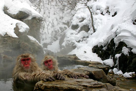 Japanese Macaques, Jigokudani Yaen-koen, Honshu