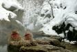 Japanese Macaques, Jigokudani Yaen-koen, Honshu