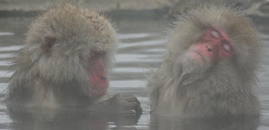 Japanese Macaques, Jigokudani Yaen-koen, Honshu