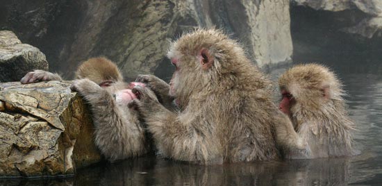 Japanese Macaques, Jigokudani Yaen-koen, Honshu