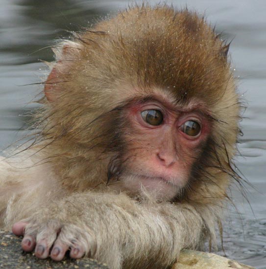 Japanese Macaques, Jigokudani Yaen-koen, Honshu