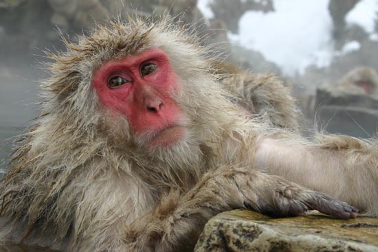 Japanese Macaques, Jigokudani Yaen-koen, Honshu