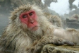 Japanese Macaques, Jigokudani Yaen-koen, Honshu
