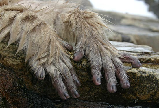 Japanese Macaques, Jigokudani Yaen-koen, Honshu