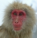 Japanese Macaques, Jigokudani Yaen-koen, Honshu