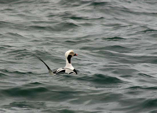 Long-tailed Duck, eastern Hokkaido